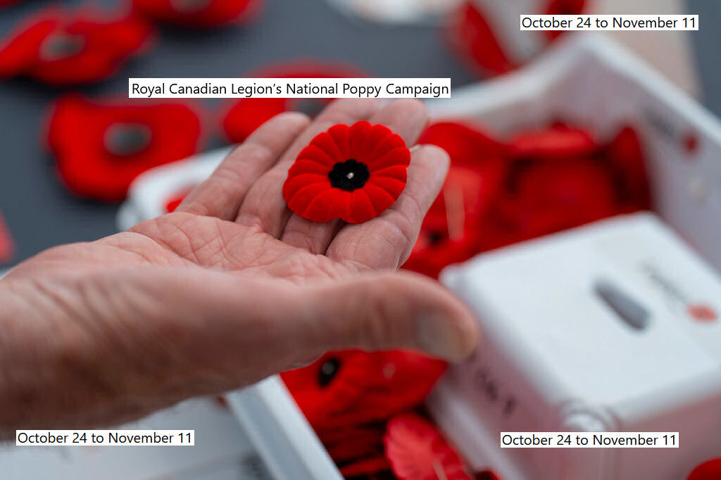 Poppy Campaign 2026